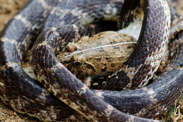 西表島のサキシママダラがサキシマヌマガエルを食べているシーン