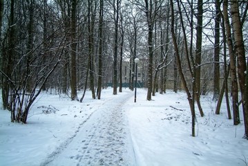 cloudy winter day in the forest, Moscow