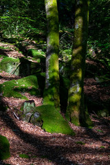 Forest in morning light