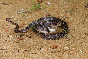 西表島のサキシママダラがサキシマヌマガエルを食べているシーン