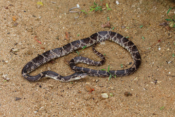 西表島のサキシママダラがサキシマヌマガエルを食べているシーン