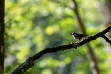 Nutcracker in the moorning light