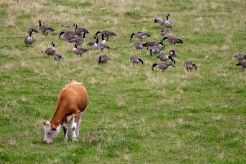 Cow and geese