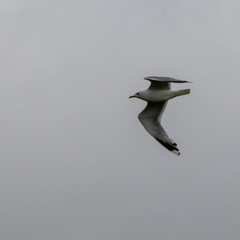 Flying gull