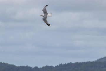 Fototapeta na wymiar Flying gull