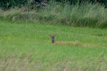 Deer on a green field