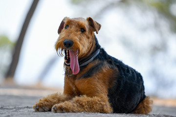 Airedale Terrier dog lies on a trail in the forest during the walking