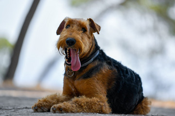 Airedale Terrier dog lies on a trail in the forest during the walking
