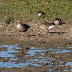 Seabirds on beaches