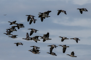 Flying white-cheeked goose
