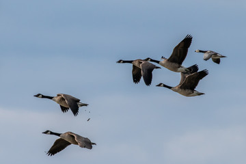 Flying white-cheeked goose