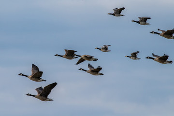 Flying white-cheeked goose