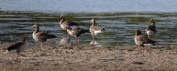 Seabirds on the beach