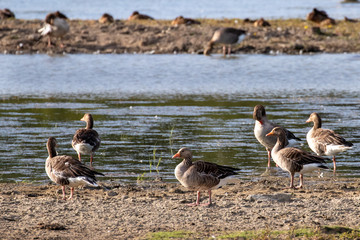 Seabirds on the beach