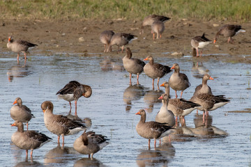 Seabirds on the beach