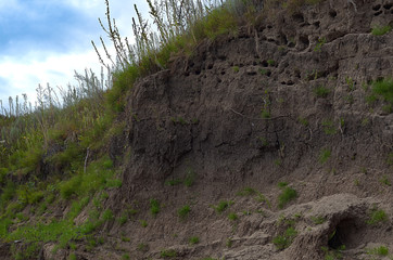 Nests of swallows on the high Bank of the river