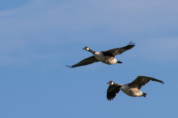 Flying white-cheeked goose