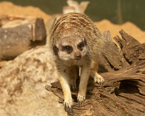 Cute Meerkat, Suricata suricatta, keeping watch on tree trunk