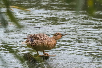 Mallard (Anas platyrhynchos) female in park, Central Russia