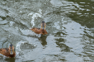 Mallard (Anas platyrhynchos) duckling in park, Central Russia