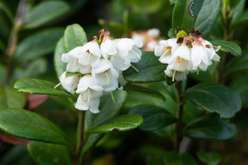 Small Northern wild plant Lingonberry, Vaccinium vitis-idaea flowering during spring in Estonian boreal forest.