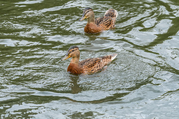 Mallard (Anas platyrhynchos) ducklings in park, Central Russia