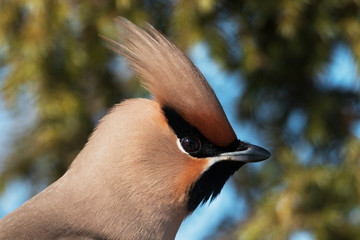 A portrait of a colorful European Northern songbird Bohemian waxwing, Bombycilla garrulus during a winter migration in Estonia. 