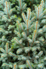 Green branches of a young spruce. Natural green background.