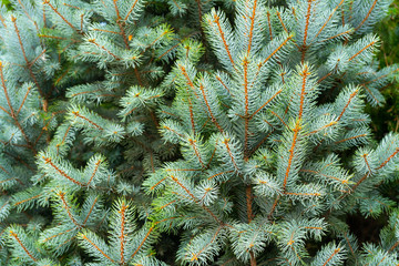 Green branches of a young spruce. Natural green background.