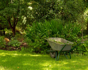 Wheelbarrow full of weeds  in garden. No people.  Concept of Keeping fit with gardening and helping environment