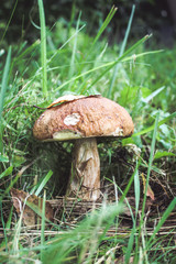 mushroom Boletus edulis in the forest, green grass, close up view