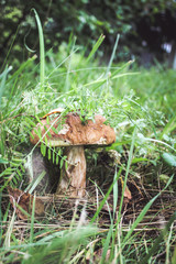 mushroom Boletus edulis in the forest, green grass, close up view
