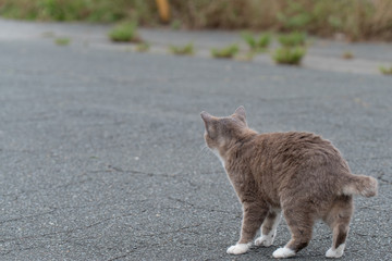 立ち止まる猫