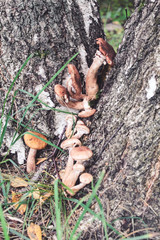 Group of mushrooms Kuehneromyces mutabilis on a tree stump in the forest