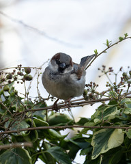 Male House Sparrow, Passer domesticus, perched on ivy one Spring morning