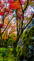 苔むす岩と紅葉
