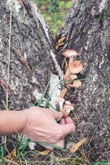 A woman hand with holding mushrooms Kuehneromyces mutabilis on a tree stump in the forest