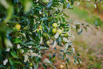 Green apples on a branch ready to be harvested