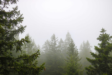 View from a height to the treetops in the fog. Thick fog.