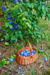 Ripe plums in the basket on the green grass