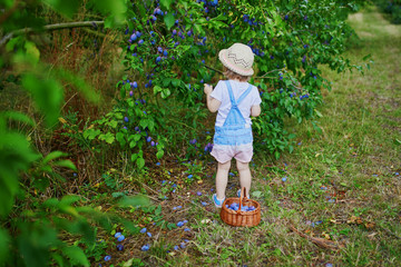 Adorable toddler girl in straw hat picking fresh organic plums on farm