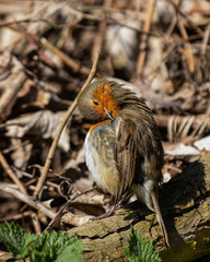 Robin rRedbreast, Erithacus rubecula, having a quick tidy up on autumn leaves