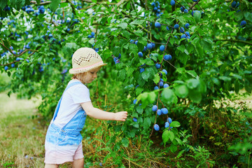 Adorable toddler girl in straw hat picking fresh organic plums on farm