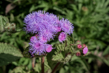 Flossflower (Ageratum houstonianum) in garden