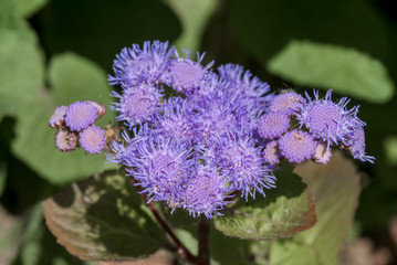 Flossflower (Ageratum houstonianum) in garden