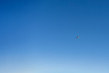 Clear blue sky at seashore with seagulls flying. Ocean breeze near by the sea and beach