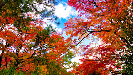 青空に広がる紅葉