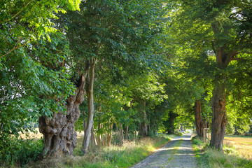 An old linden tree in a german avenue Road (Deutsche Alleenstraße) with cobblestones at the island Rügen, Baltic Sea - Germany