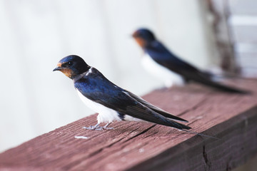 European songbird Barn swallow, Hirundo rustica sitting on a wooden balcony during summer breeding season in Estonian countryside, Northern Europe. 