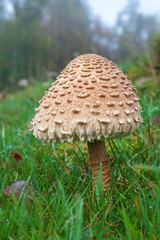 Parasol mushroom in the grass on the meadow